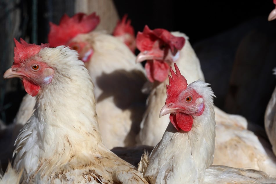 Zehntausende wurden bereits geschlachtet: Die Newcastle-Krankheit hat nun auch den Landkreis Landshut erreicht.