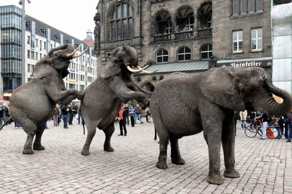 Elefanten-Parade vor dem Rathaus: Solche Auftritte sollen bald der Vergangenheit angehören.