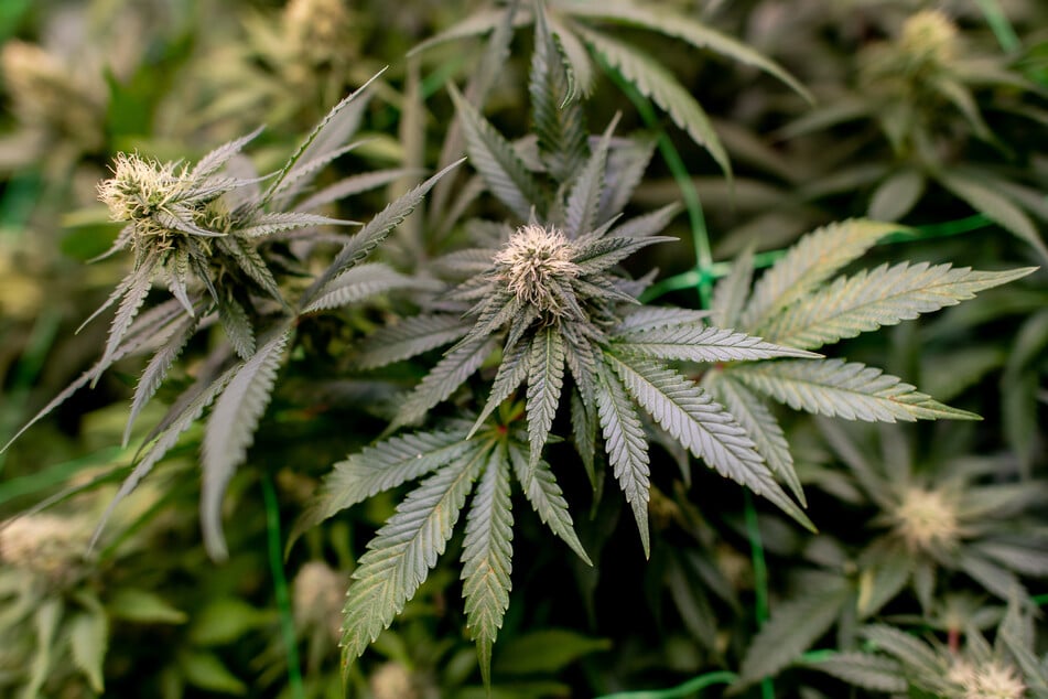 Die Beamten fanden unter anderem Cannabis und Amphetamine. (Symbolfoto)