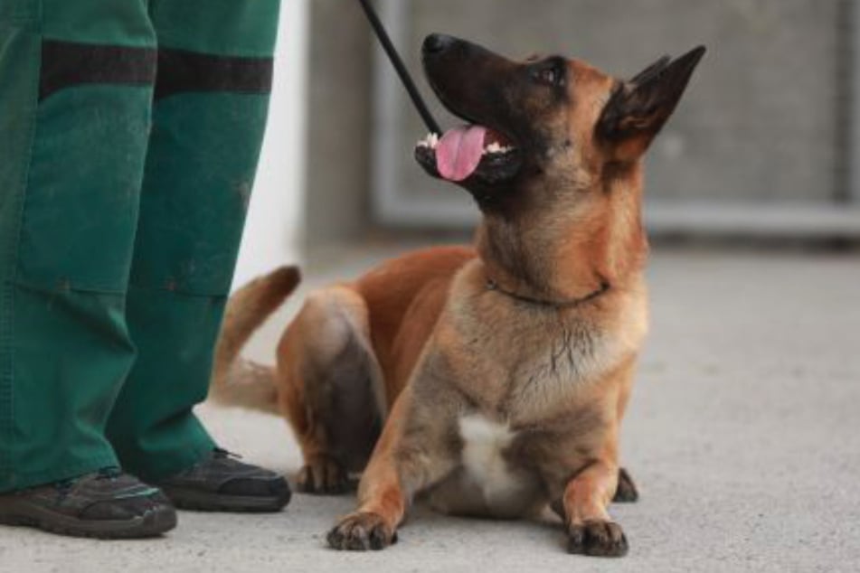 Der menschenbezogene Hund sucht nach einem konsequenten und liebevollen Zuhause für immer.
