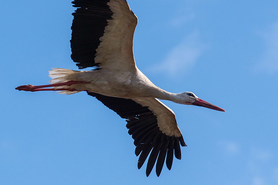 Ein Weißstorch im Flug. Die Tiere kehren nun nach und nach aus dem Süden zurück.
