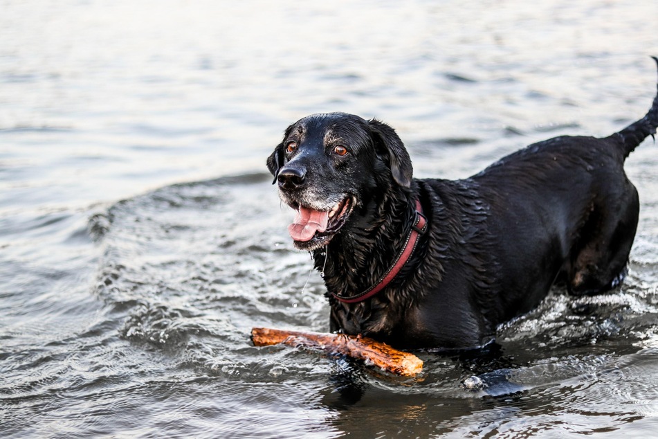 Nicht jeder Hund ist eine geborene Wasserratte.