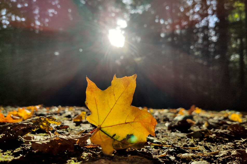 Langsam kehrt der Herbst in Sachsen-Anhalt ein. (Symbolbild)