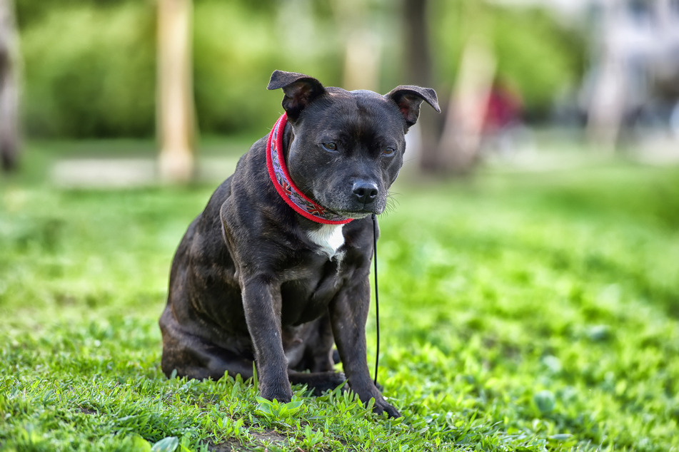 The 13-year-old Staffordshire bull terrier died of his severe injuries (stock image).