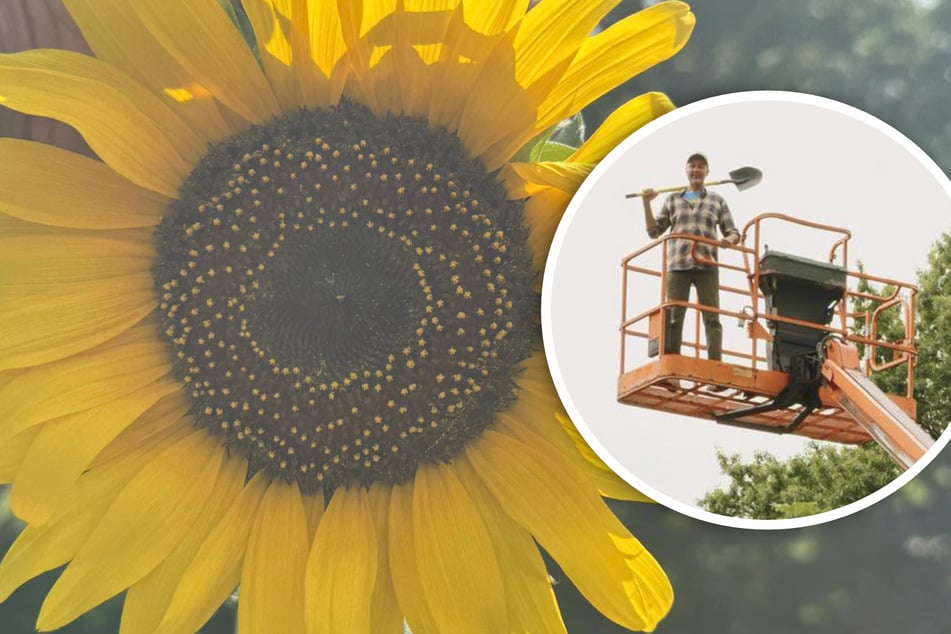 Dieser Mann züchtete die größte Sonnenblume der Welt: So groß ist die Blume in seinem Garten