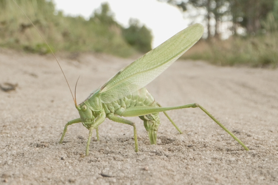 Ein Grünes Heupferd posierte vorm Makroobjektiv. Auf dem Foto ist beinahe jedes Detail des kleinen grünen Insekts zu erkennen.