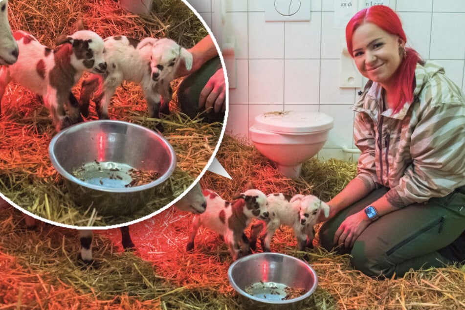 Zoo der Minis im Erzgebirge: So rettete eine Toilette das Leben von Ziegenbabys