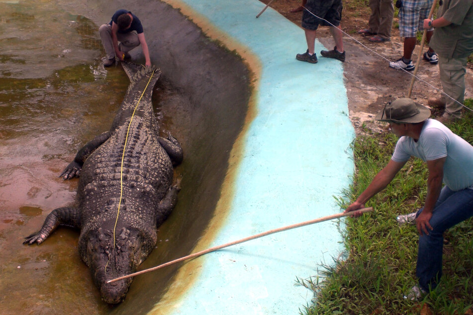 Adam Britton (r.), a well-known crocodile expert, pleaded guilty to dozens of chilling crimes committed against animals.