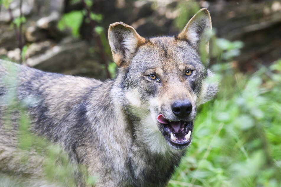 In Sachsen-Anhalt musste ein kranker Wolf getötet werden. (Symbolbild)