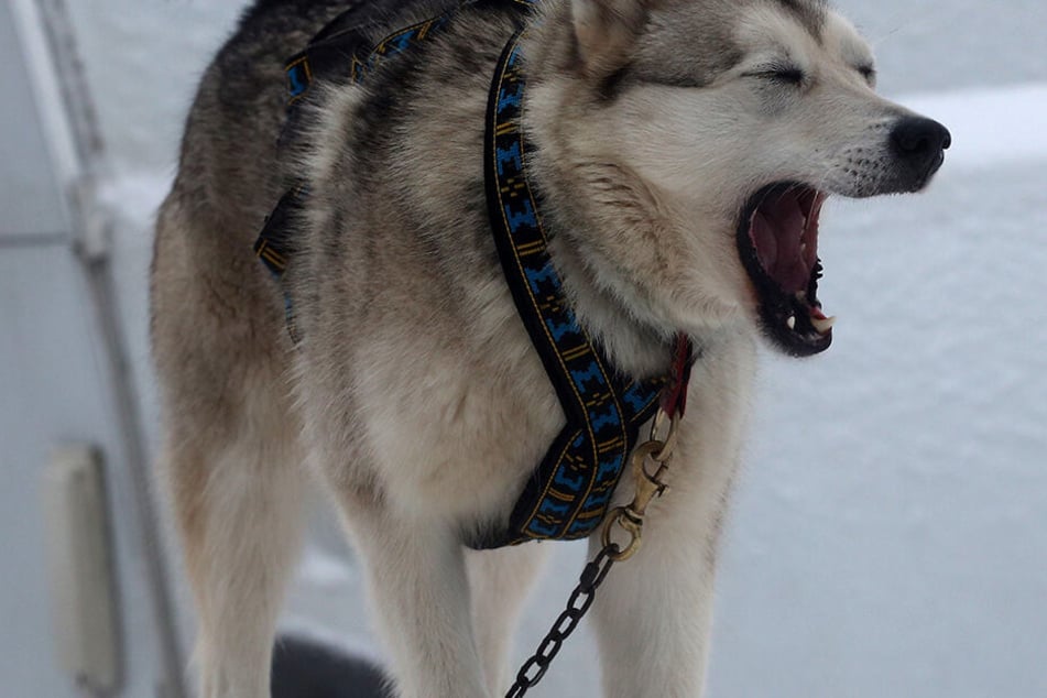 Der Junge hatte am Sonntag im Garten des elterlichen Hauses mit zwei Husky-Hunden im Nachbarsgarten gespielt. (Symbolbild)