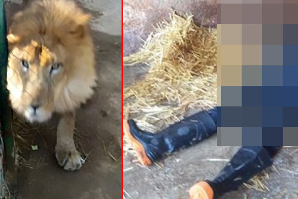 Die Löwin sprang dem Tierpfleger an die Kehle und tötete ihn.