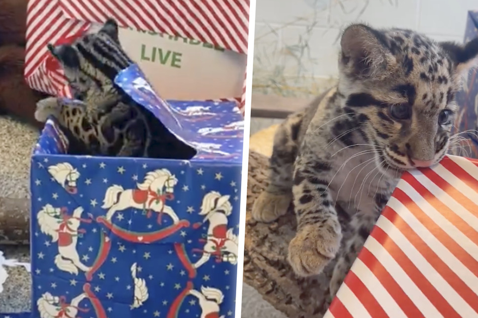 Clouded leopard cub at Nashville Zoo tears through presents in adorable holiday video