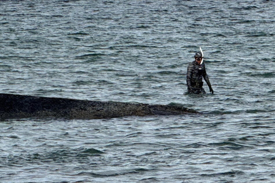 Während des Tauchgangs wurde deutlich, dass der Kopf des Wals im absoluten Flachwasser liegt. Das Wasser ging Lehman dort nur bis zur Hüfte.