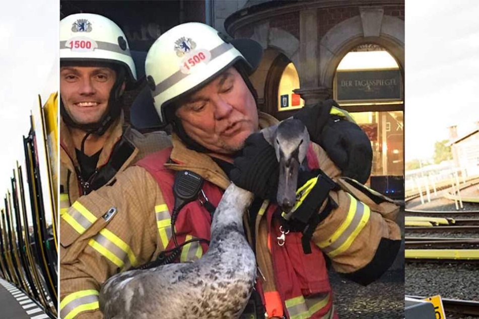 Die Feuerwehr rettete den verirrten Schwan von den Gleisen.
