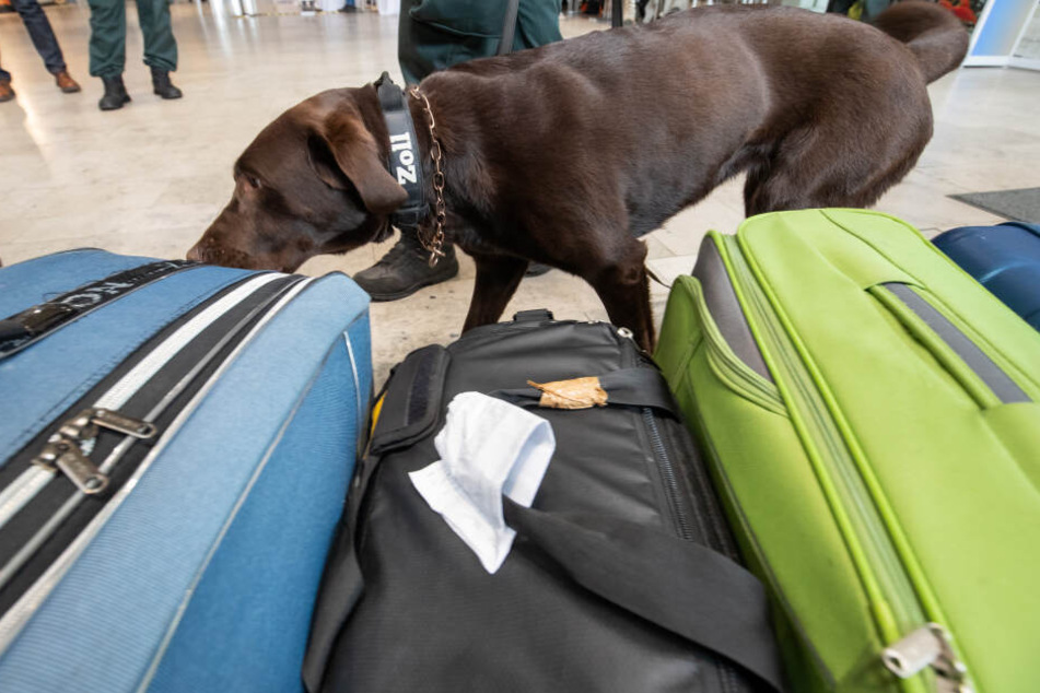Am Flughafen kommen immer wieder Spürhunde zum Einsatz. (Symbolbild)