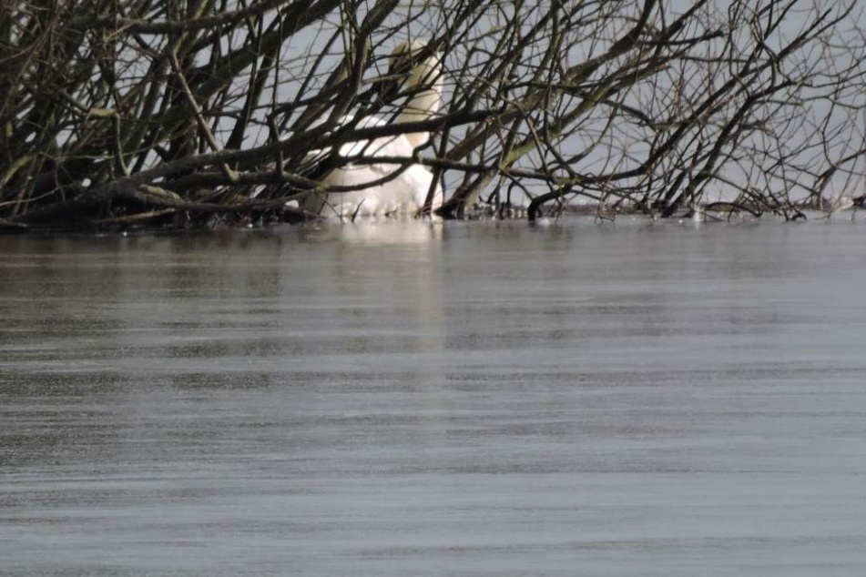 Wie lange der Schwan schon an der kleinen Insel mitten auf dem Autobahnsee Beucha ausharrte, ist unklar.