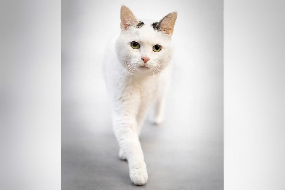 Die Katze hat mit Schilddrüsenproblemen zu kämpfen.