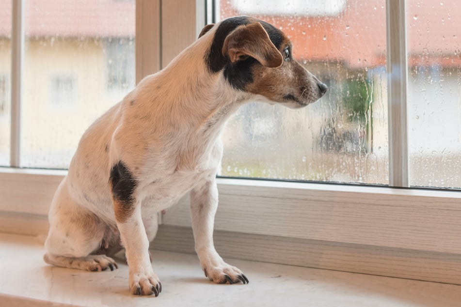 Pet separation anxiety is very real – especially in pandemic puppies used to having their owners around 24/7 (stock image).