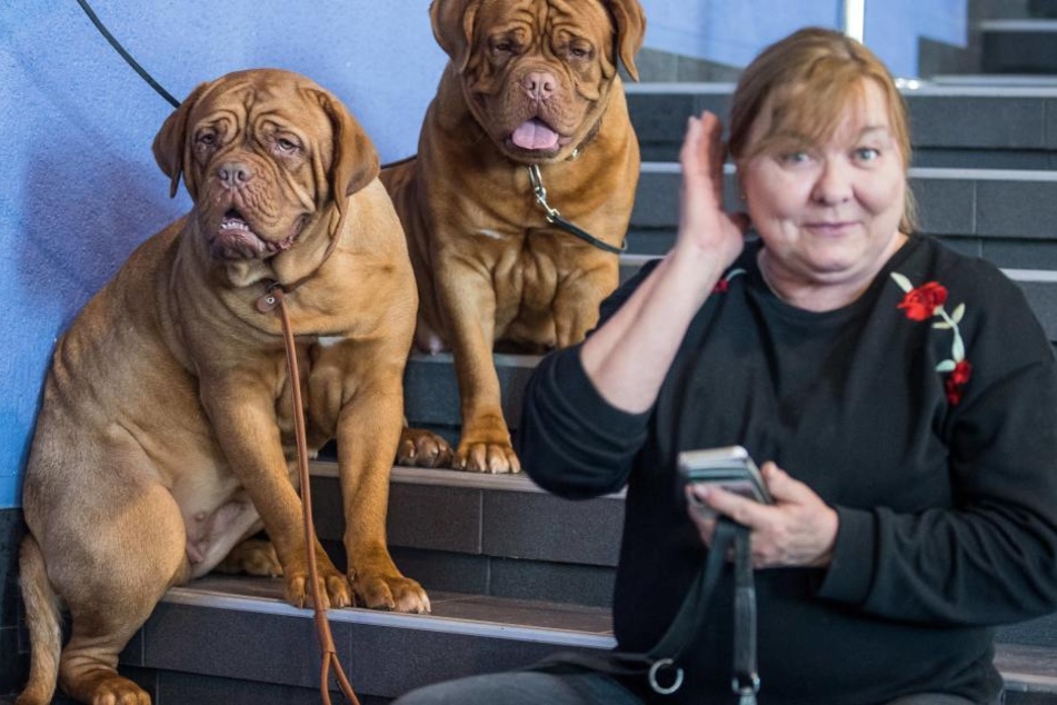 Bullmastiffs are smaller relatives of the Old English mastiff.