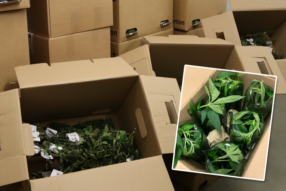 Laster von Paketfahrer kontrolliert: 2312 junge Cannabispflanzen sichergestellt