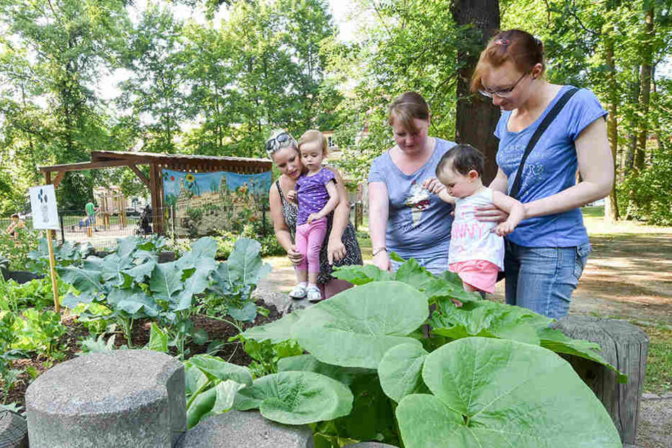 Vor der Nicolai-Schule stehen Johannisbeersträucher. Die Zwickauer können im Schlobigpark frische Kräuter und Salat naschen.
