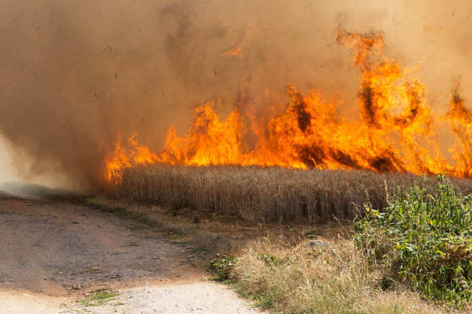 Das Foto zeigt das Feld, das Anfang Juli bei Hochheim am Main in Flammen stand.