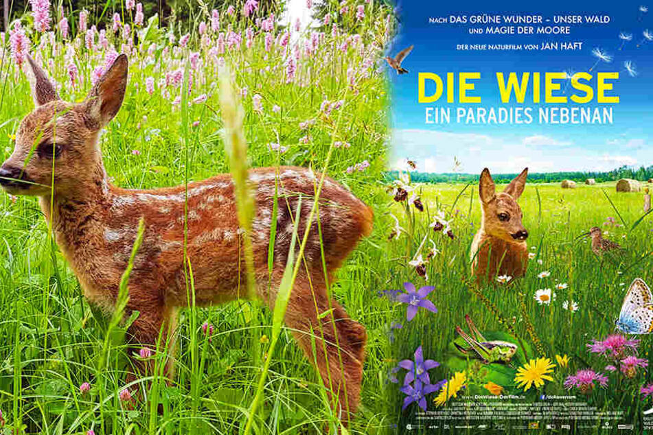 Rehkitze werden von ihrer Mutter oft im tiefen Gras einer Wiese versteckt, wo es für Feinde nahezu nicht auszumachen ist. (Bildmontage)