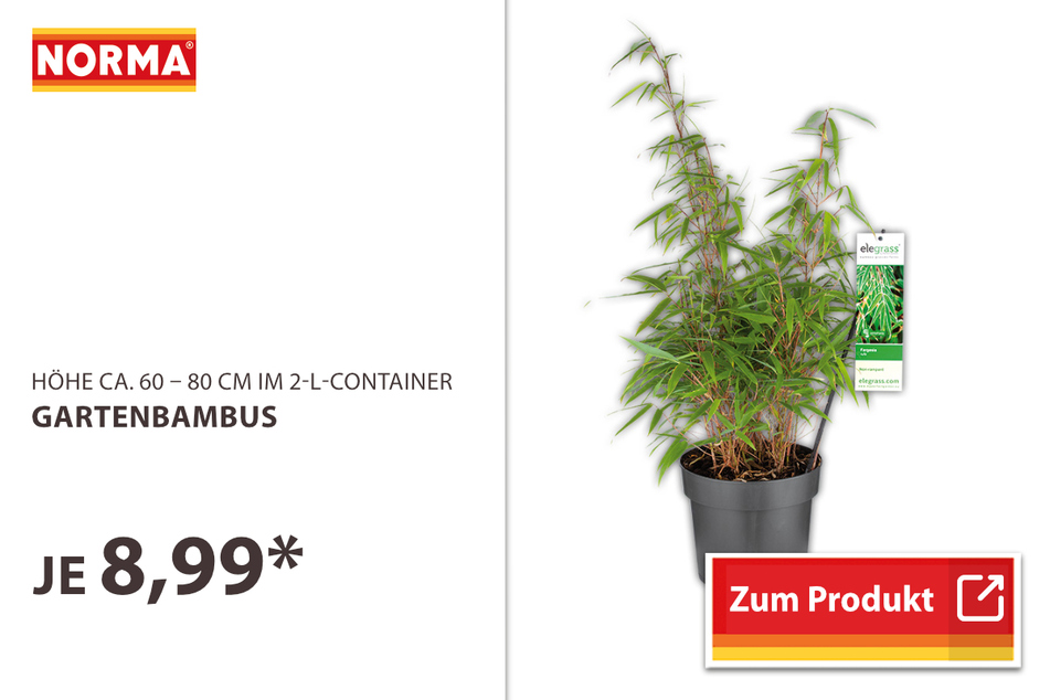 Gartenbambus