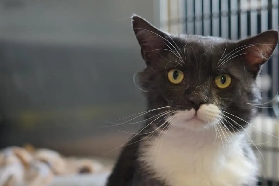 Kater Herzibert sucht ein liebevolles Zuhause: Wer sorgt für ein Happy End?
