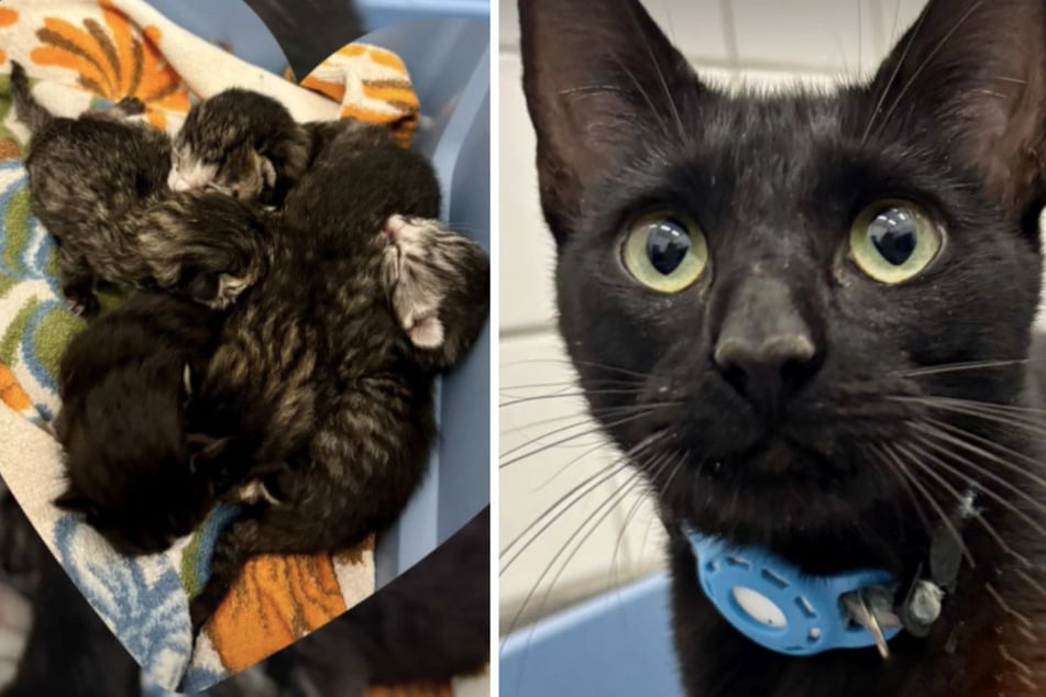 Die schwarze Katze wurde mit ihren Neugeborenen am Sonntag in Berlin-Lichtenberg von der Polizei gefunden.