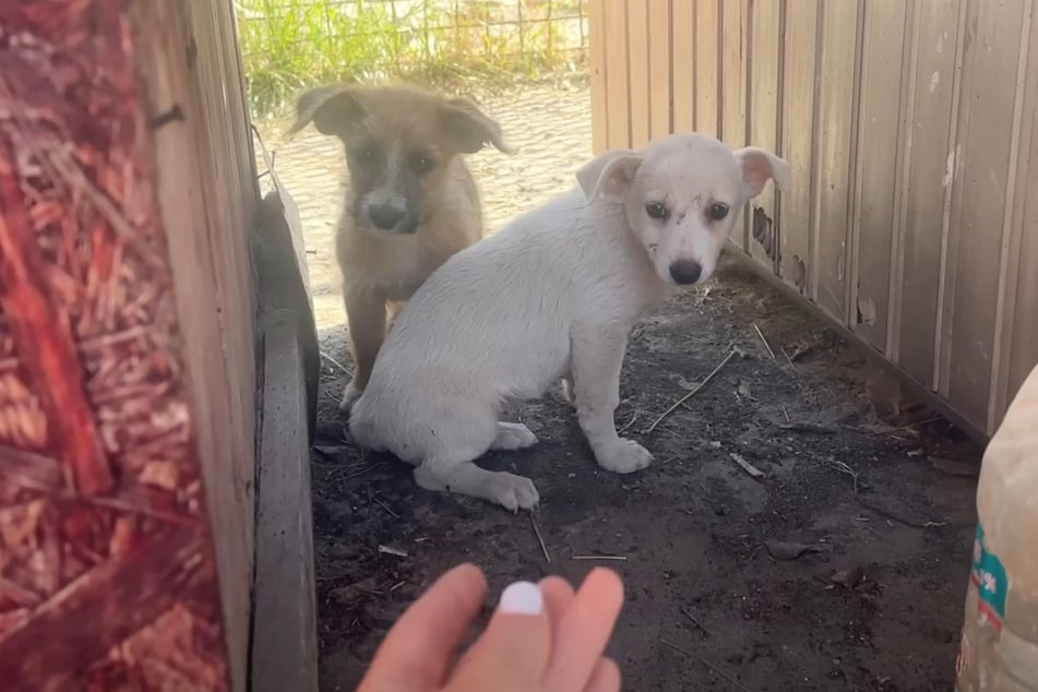 These two puppies were very shy when Love Furry front woman Olena tried to rescue them.