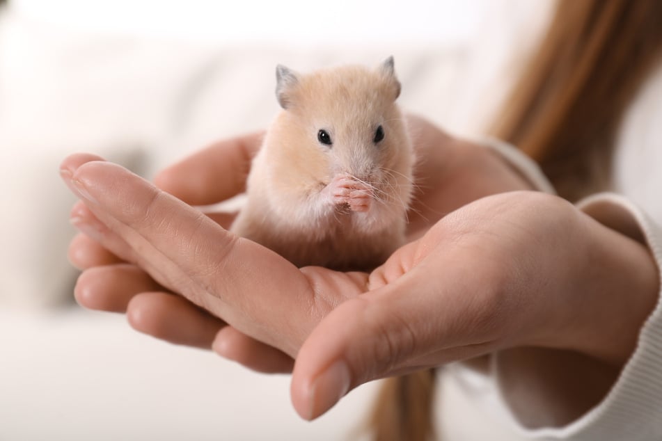 Wie wird ein Hamster im Urlaub am besten versorgt?