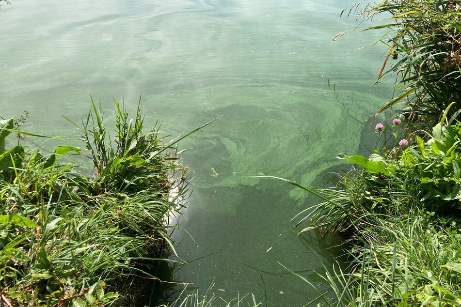 Ein hohes Aufkommen der Algen lässt sich unter anderem durch eine Grünfärbung des Wassers sowie Schlierenbildung wie hier erkennen.