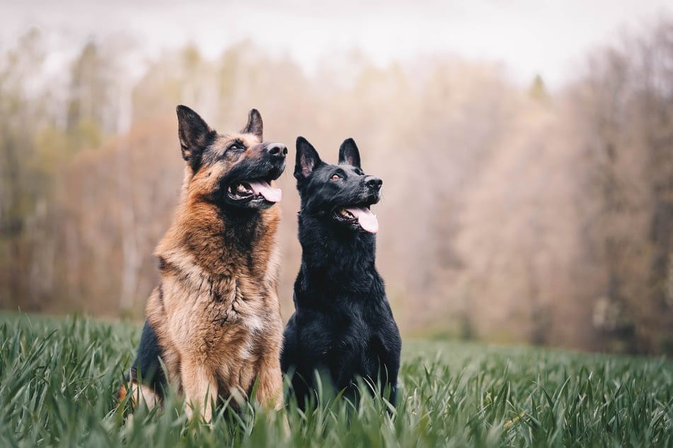 German shepherds rarely disappoint in the looks department.
