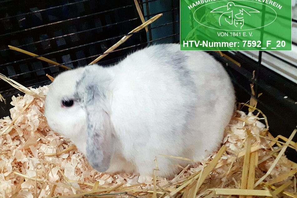 Dieses Kaninchen wurde in der Süderstraße aufgelesen.