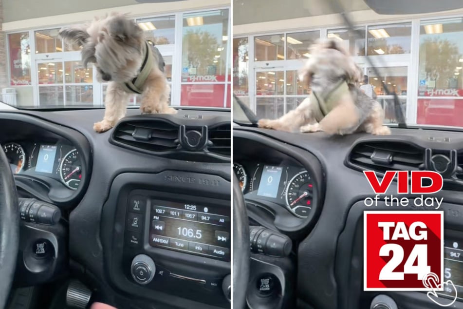 This tiny pup turned windshield wipers into his favorite game!