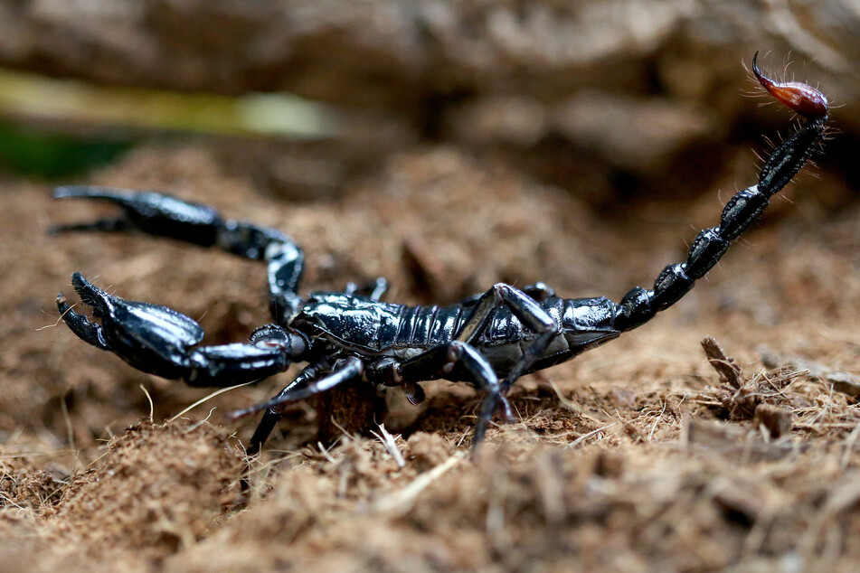 Blaue Thai-Skorpione fallen ebenfalls unter das Gifttiergesetz. Sein Stich verursacht beim Menschen in den meisten Fällen nur einen brennenden Schmerz und Schwellungen.
