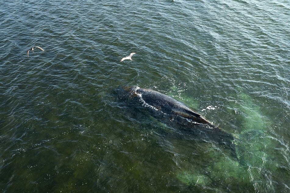 Dem in der Wismarbuch liegenden Buckelwal geht es nicht gut. Die Atmung des Buckelwals hat sich verlangsamt. "Das ist ein schlechtes Zeichen", so eine Sprecherin des Deutschen Meeresmuseums gegenüber TAG24. Am Montagnachmittag soll ein weiterer Rettungsversuch gestartet werden.