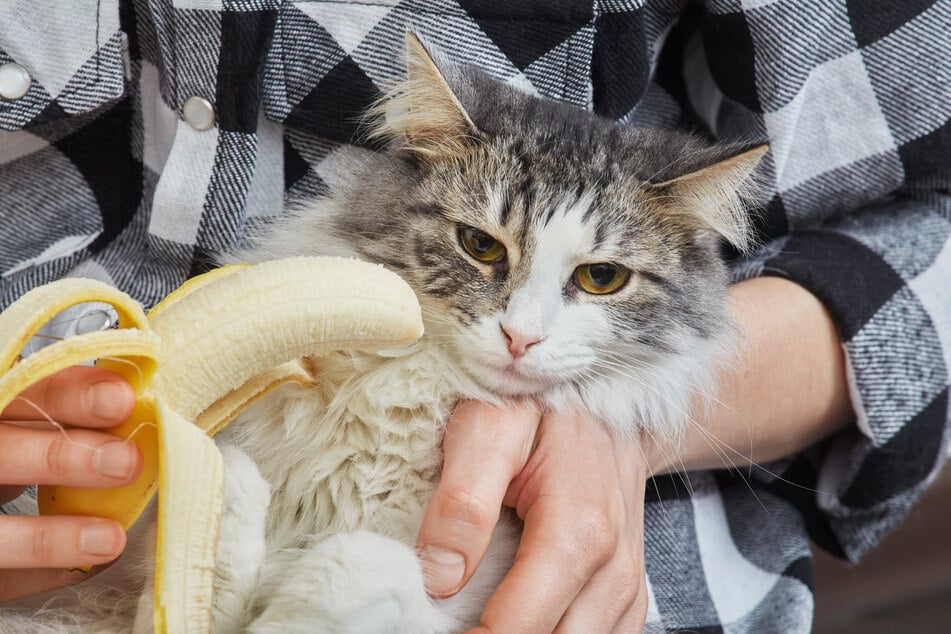 Man muss viel beachten, wenn man eine Katze mit Bananen füttern möchte.