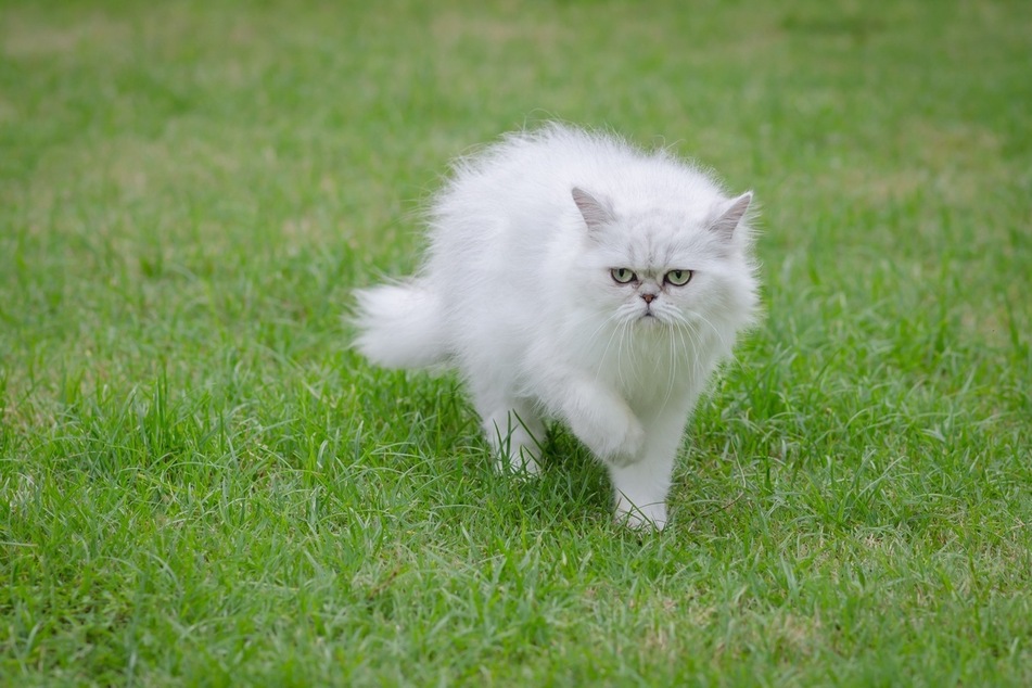 Persians are some of the most popular cat breeds, but have a few very short squatters.