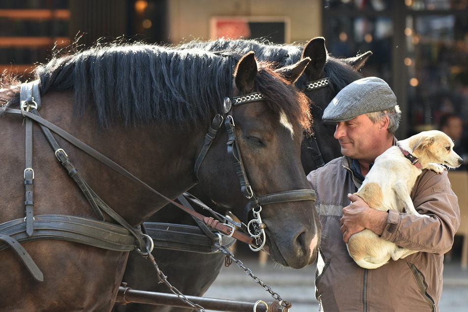 Dresden: Hü oder Hott? Tierschützer wollen Dresdens Pferdekutschen verbieten lassen