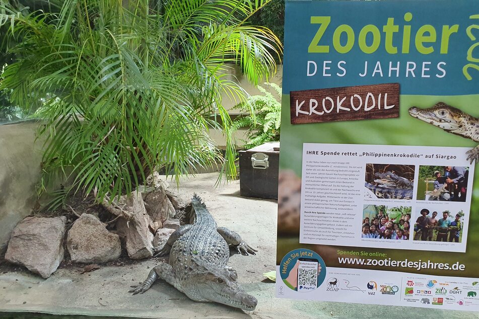 2013 gelang dem Kölner Aquariums-Team die Erstnachzucht des Philippinenkrokodils in Europa. Diese Pioniertat fand weltweit Beachtung.