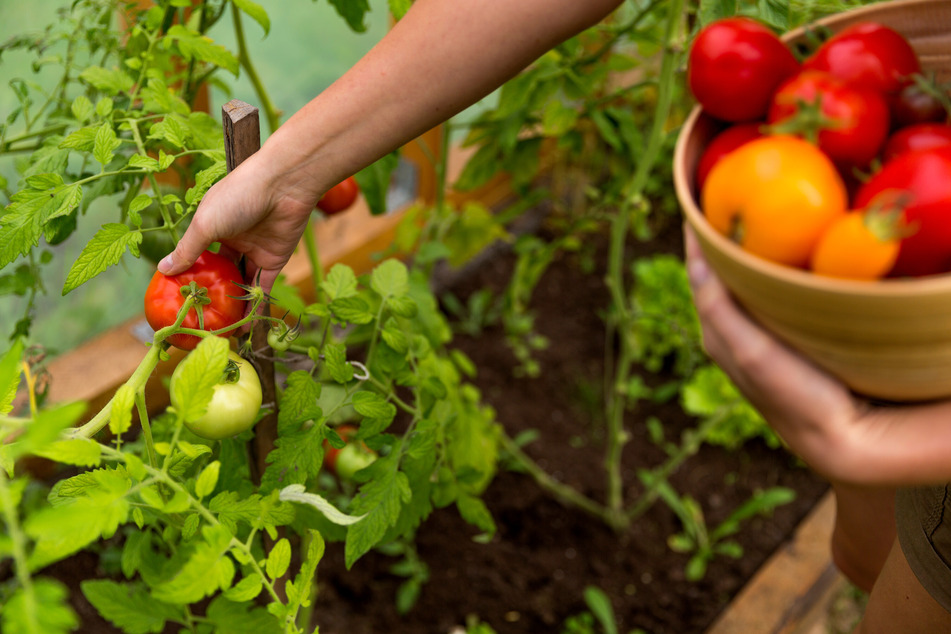 Die Ernte von Gemüse ist ebenfalls ein Teil der Gartenarbeit im August.