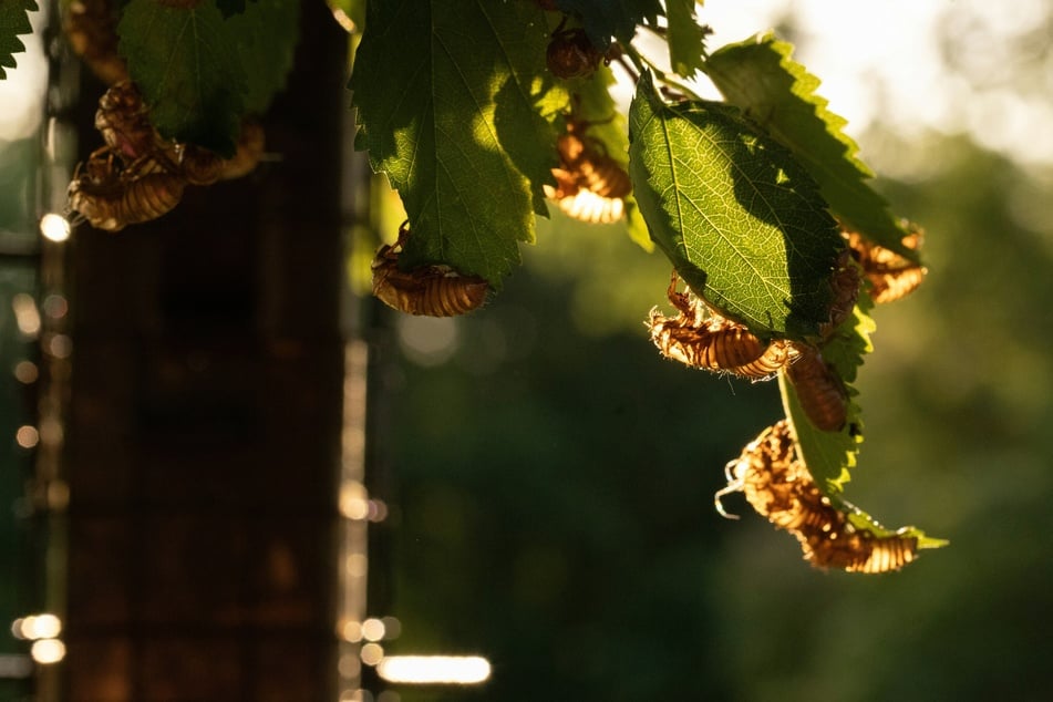 Cicadas emerge en masse after 13 or 17 years in the eastern US.