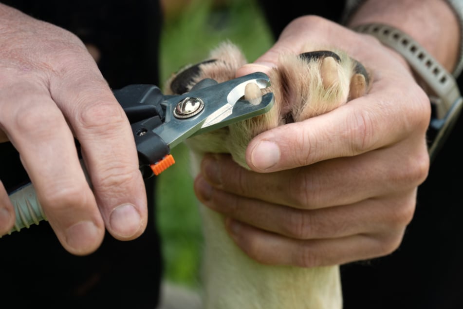 Mit einer guten Krallenzange speziell für Hunde geht das Schneiden schnell und problemlos.