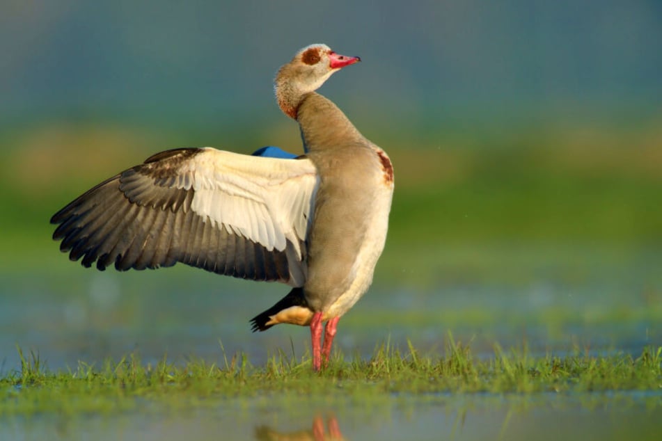 Eigentlich gehört die afrikanische Nilgans nicht zur einheimischen Tierwelt.
