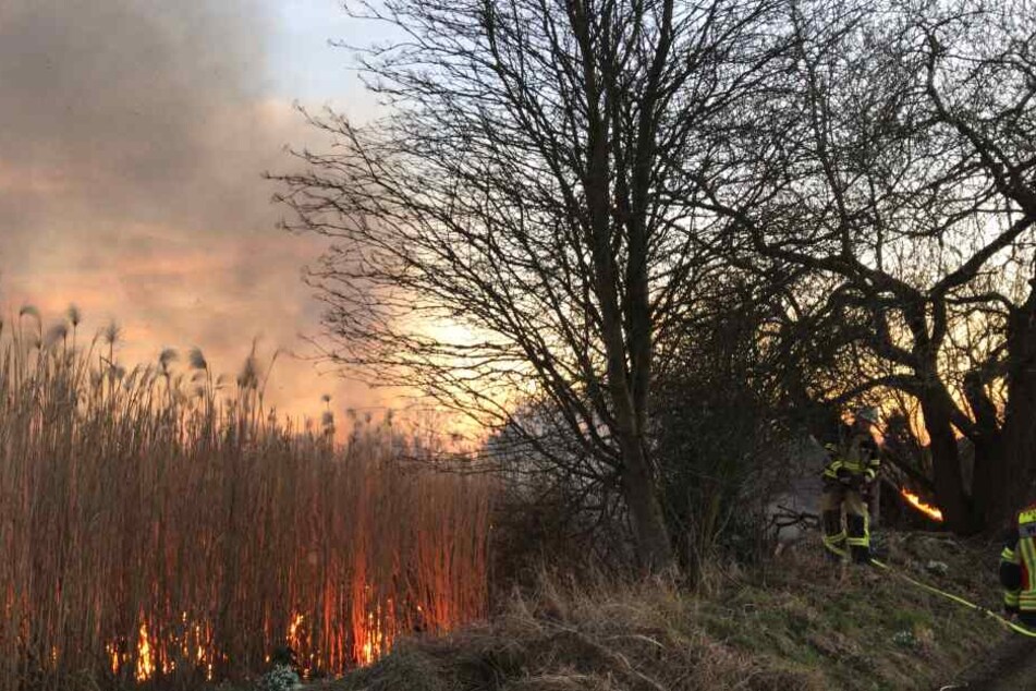 Feuerwehrleute versuchen auf einem zwei Hektar großen Feld das brennende Schilfrohr zu löschen.