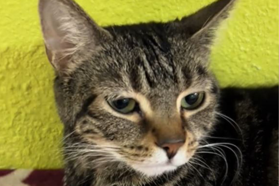Fiona the cat is still waiting for her forever home.