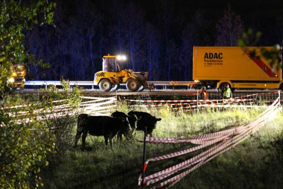 Die Autobahn war für mehrere Stunden gesperrt. Die Tiere wurden schließlich eingefangen.