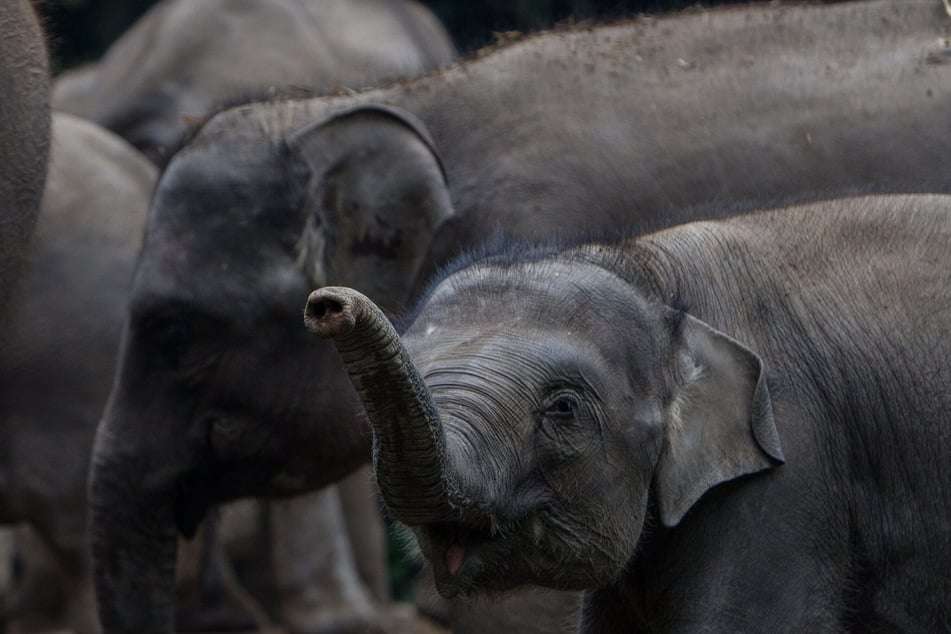 Pozostało mniej niż 3000 słoni sumatrzańskich.